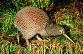 Kiwi - Tourism New Zealand