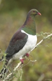 Kereru - Native Woodpigeon- Tourism New Zealand