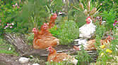 Some of our free range chickens