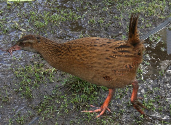 The Native Weka is a regular visitor
