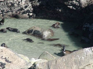 Cape Foulwind Comp Paddling Pool