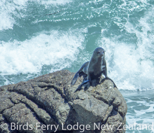 seal on rock wet-508