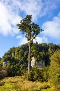 Native New Zealand Forest